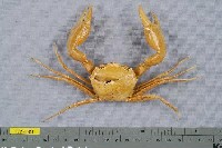 藏品(休氏聲蟹)的圖片